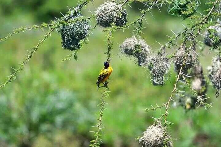 Black-headed Weaver